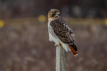 red tailed hawk