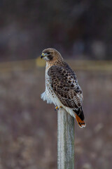 red tailed hawk
