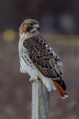red tailed hawk
