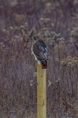 red tailed hawk