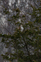Hawk In A Tree