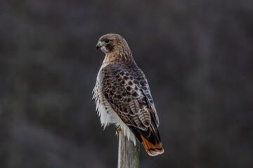 red tailed hawk