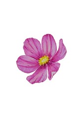 Watercolor cosmos flower isolated on white background.