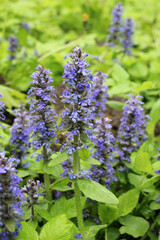 Ajuga reptans grows and blooms in herbs