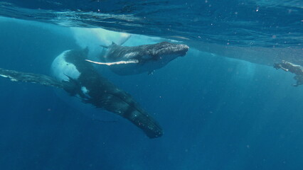 Mother and Calf Humpback whale meet freedivers in the ocean. Footage shot on a Gopro 7 black © S Stelmakhovich