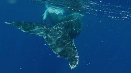 humpback whale calf playing with swimmers. shot on Gopro 7 black © S Stelmakhovich