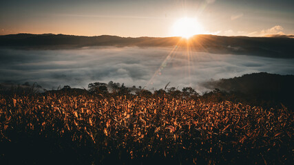 The sun rises in the morning amidst the fog in a corn field at Ban Na Thon, Na Haeo District, Loei, Thailand.