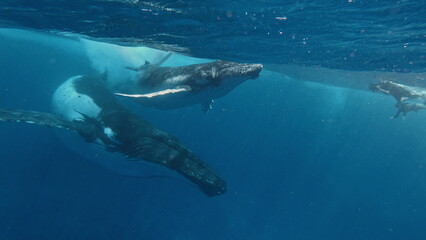 A young Humpback whale (Megaptera novaeangliae) swims at the surface of the Caribbean Sea, near where it was born. Footage shot on a cinema camera with 14 bit colors in Raw © S Stelmakhovich