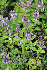 Teucrium chamaedrys grows in nature in summer