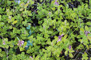 Teucrium chamaedrys grows in nature in summer