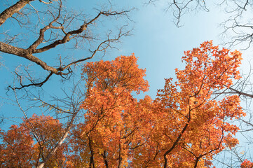 Orange-red maple leaves on the branches in fall