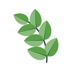 Geometric twig with green leaves isolated on transparent and white background. Vector illustration. Close-up element for nature design decoration. Branch from flower.