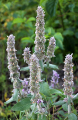 Stachys germanica grows in nature