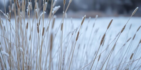 Close-up of tall, dry grass covered in snow with a wintry background, seasonal, serene, plant