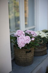 Fototapeta premium flowers in a pot