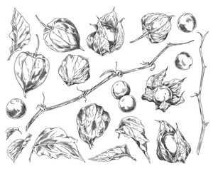 Illustration of set with image of physalis berries, leaves of different shapes, stem and lanterns.