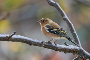 Finch Bird (Fringilla Bird)in the Garden  Photo, Turkish Ispinoz Bird, Uskudar Istanbul, Turkiye (Turkey)