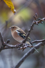 Fototapeta premium Finch Bird (Fringilla Bird)in the Garden Photo, Turkish Ispinoz Bird, Uskudar Istanbul, Turkiye (Turkey)