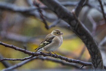 Finch Bird (Fringilla Bird)in the Garden  Photo, Turkish Ispinoz Bird, Uskudar Istanbul, Turkiye (Turkey)