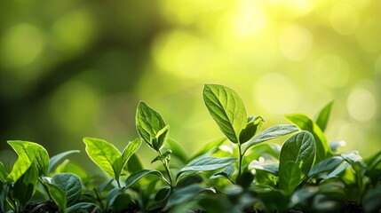 Obraz premium Sprouting green leaves in a sunny natural environment
