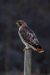red tailed hawk