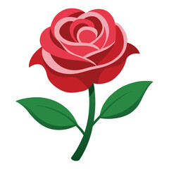 red rose isolated on white