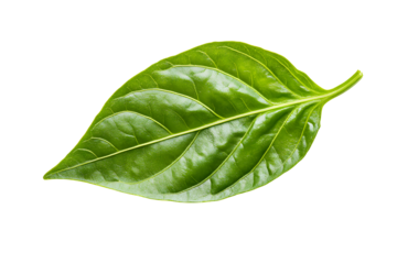Sweet pepper leaf closeup isolated on transparent or white background, png