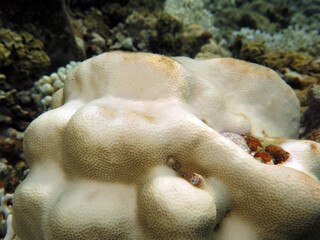   Close-up of a bleached Porites sp. in the Gulf of Aqaba  