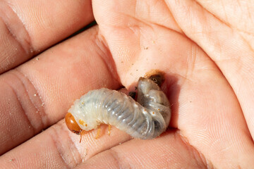 Farmer holding white grub in open palm