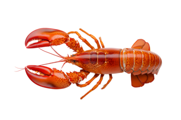 Top view of cooked whole lobster isolated on transparent or white background, png