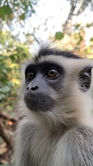 Obraz premium A Close Up Portrait Of A Zauthern Black And White Colobus Monkey