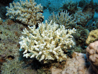 A bleached Acropora sp. coral in the Gulf of Aqaba  