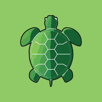 turtle on green background