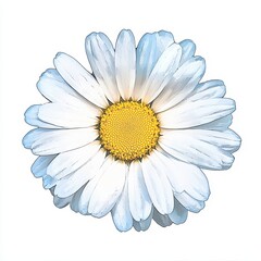 A close-up of a vibrant white daisy with a bright yellow center, showcasing its delicate petals and natural beauty against a clean background.