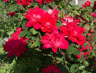 flowers in the garden