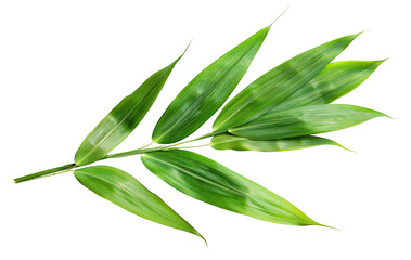 Obraz premium Bamboo fresh green leaf isolated on white background png transparent clipart.