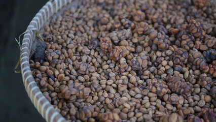 Coffee beans that are being dried in the sun after being washed from Civet droppings. Civet coffee ingredients. Kopi Luwak.