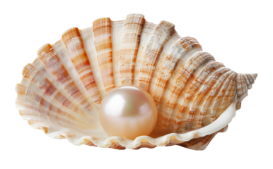 Pearl on shell isolated on white background png transparent clipart.