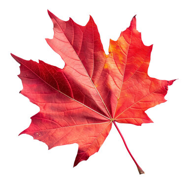 Red maple leaf isolated on white background png transparent clipart.