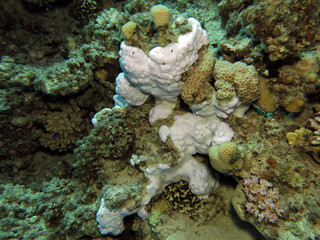 A bleached Montipora sp. coral in the Gulf of Aqaba 