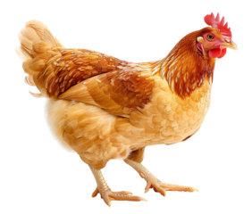 Hen isolated on white background png transparent  clipart.