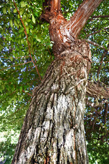 CORTEZA DE ÁRBOL ÁRBOLES AÑOSOS MADERAS PALMERAS BROTES ARRUGAS