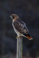 red tailed hawk
