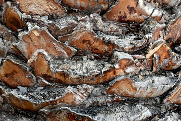 CORTEZA DE ÁRBOL ÁRBOLES AÑOSOS MADERAS PALMERAS BROTES ARRUGAS