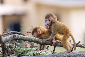 Cute baby monkey playing in the indian forest. 