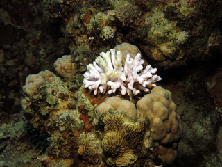 A bleached Stylophora sp. coral in the Gulf of Aqaba 