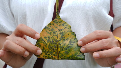 The shape of the folded Bodhi leaf forms the stupa of Borobudur temple.