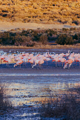 Fototapeta premium Gran bandada de flamencos rosados en Puerto Madryn, Chubut, Argentina. Phoenicopterus roseus