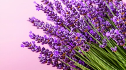 Fototapeta premium Farmland fields landscape sunset, Vibrant lavender flowers arranged elegantly against a soft pink background.