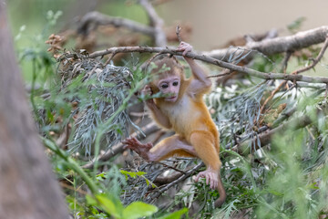 Cute baby monkey playing in the indian forest. 